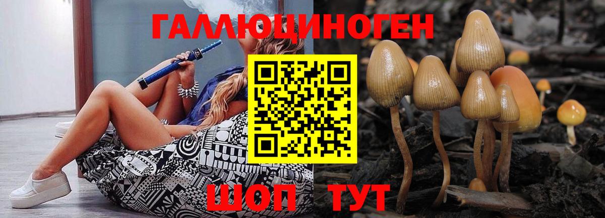 Гудермес  Псилоцибиновые грибы Cubensis  Вход с VPN 